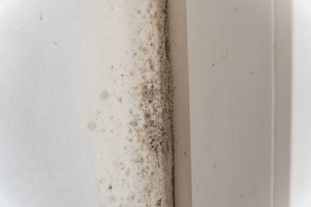 Best Comprehensive Air Testing for Mold Contaminants  in Tobaccoville, NC